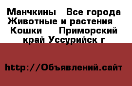 Манчкины - Все города Животные и растения » Кошки   . Приморский край,Уссурийск г.